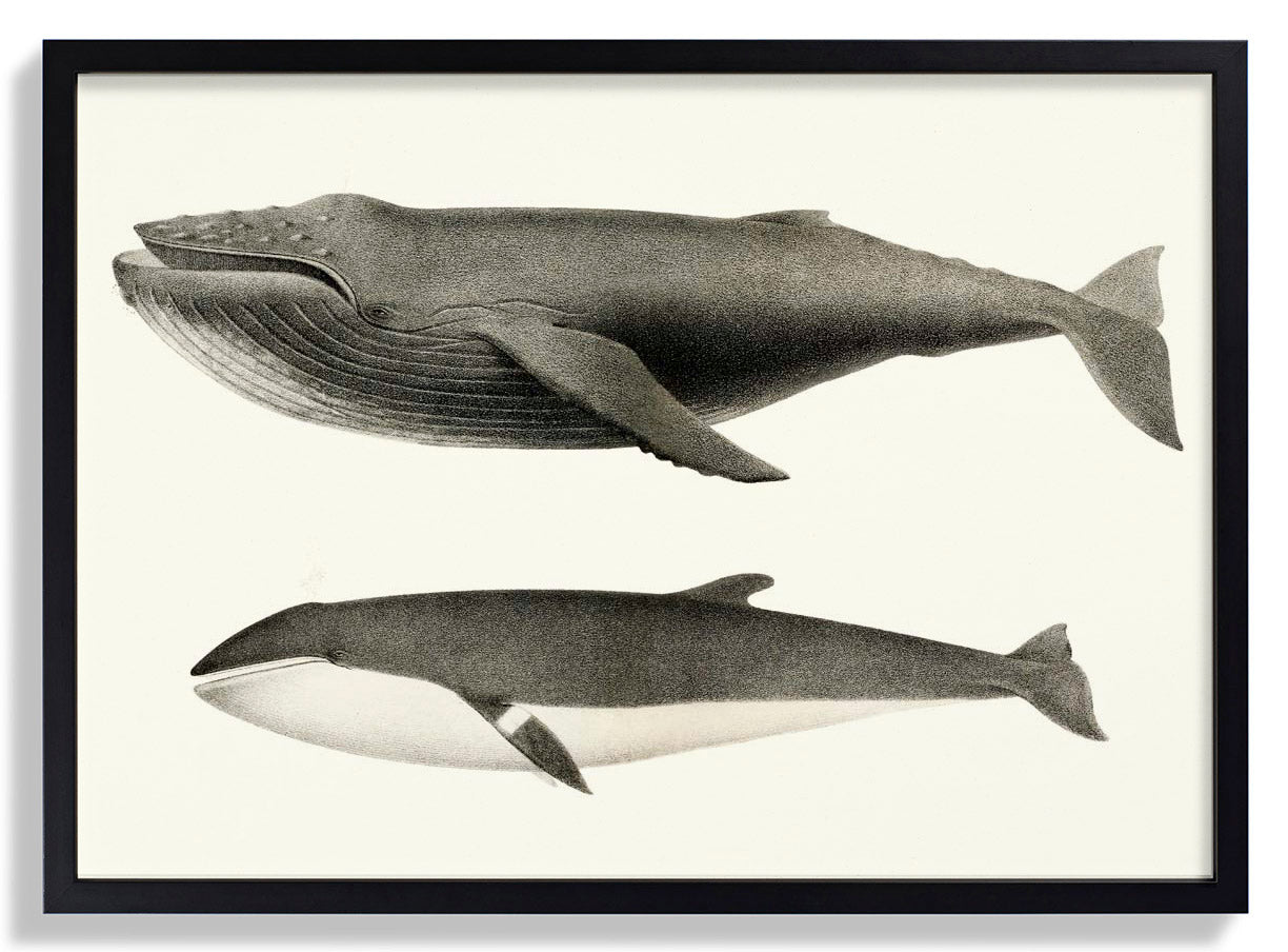 Weiße Wale und Orcas