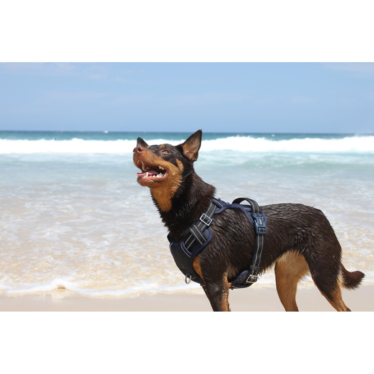 DOOG Neotech Harness NAVY S