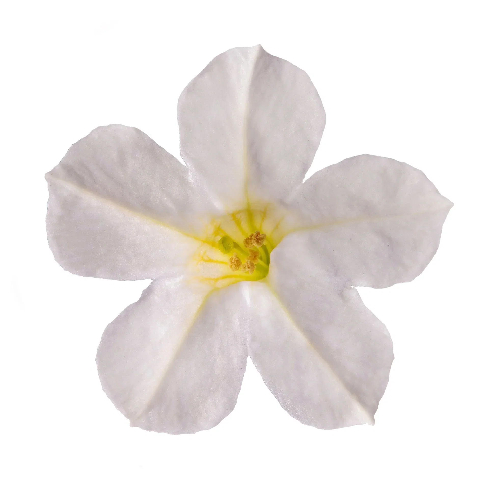 Petunia x hybrida 'Itsy' White 12 cm Petunia ITSY White Ø12 cm