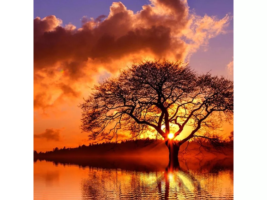 Tableau vue sur l'arbre à 4 - 120 x 80 cm
