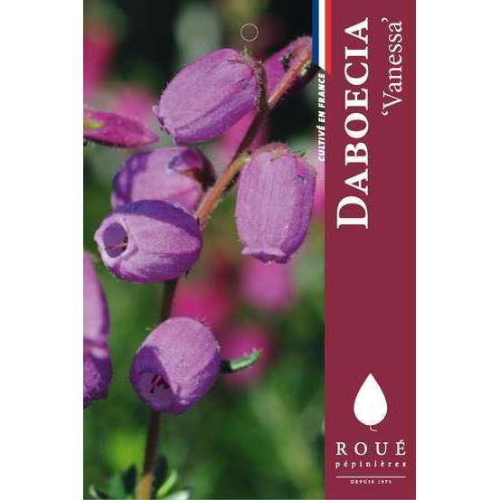 Daboecia cantabrica 'Vanessa' : ctr de 2 litres