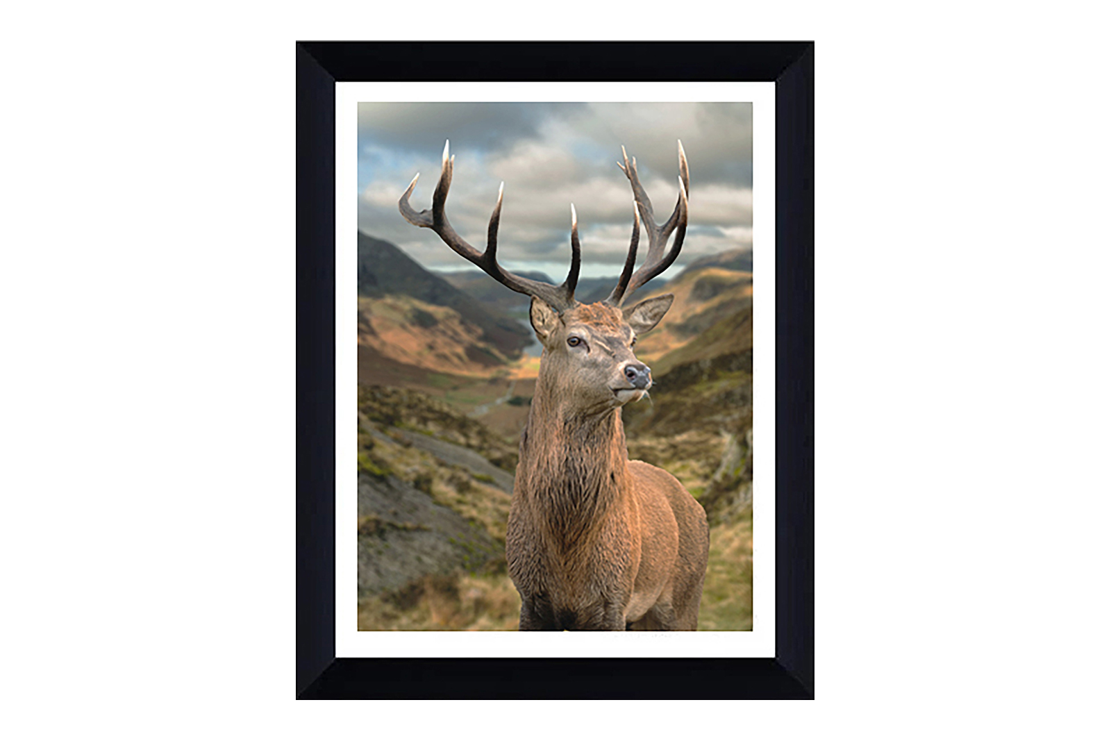 Crown bilde Fotoprint hjort med sort ramme. 80x106 cm