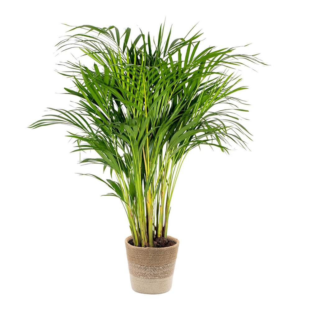 Dypsis lutescens incl. Panier en jute - gold palm - ⌀20 cm - ↕90-100 cm