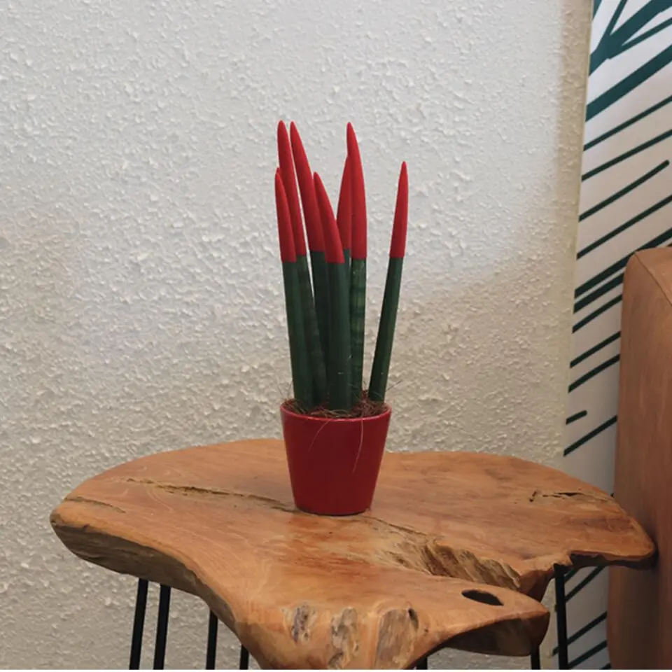 Afrikaanse Speerplant - Sansevieria cylindrica - Hoogte 20-40cm - Pot 9cm