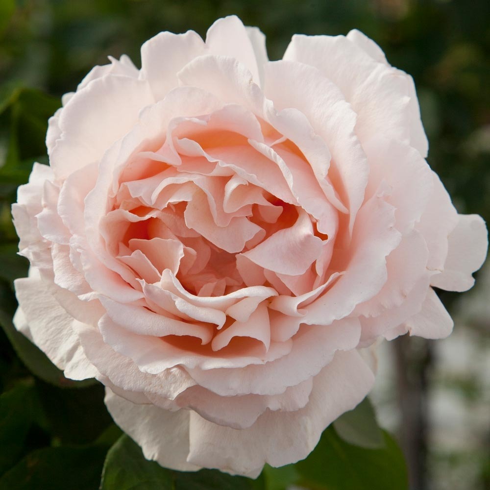 Rosier grimpant andre le notre ® meilinday sans motte