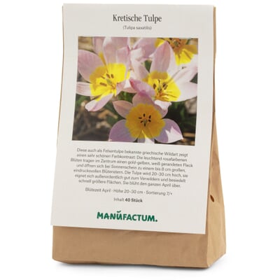 Blumenzwiebeln Kretische Tulpe