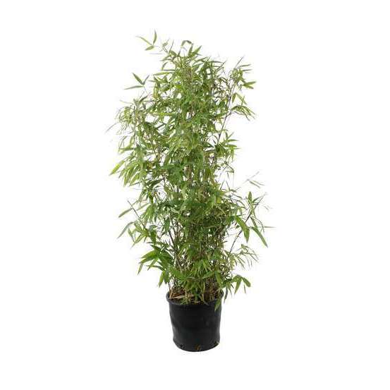 Bambou moyen semiarundinaria makinoi: pot de 7 litres