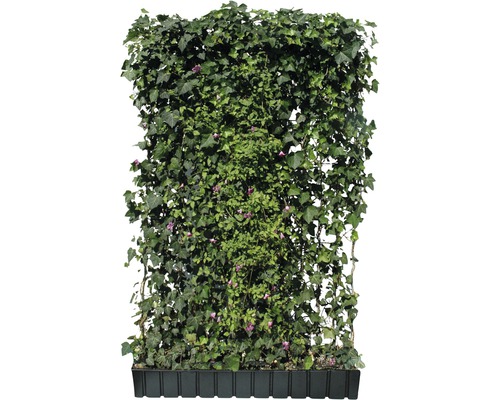 Privacyhaag Helix klimop met clematis roze H180xB120 cm