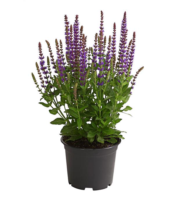 Gartensalbei