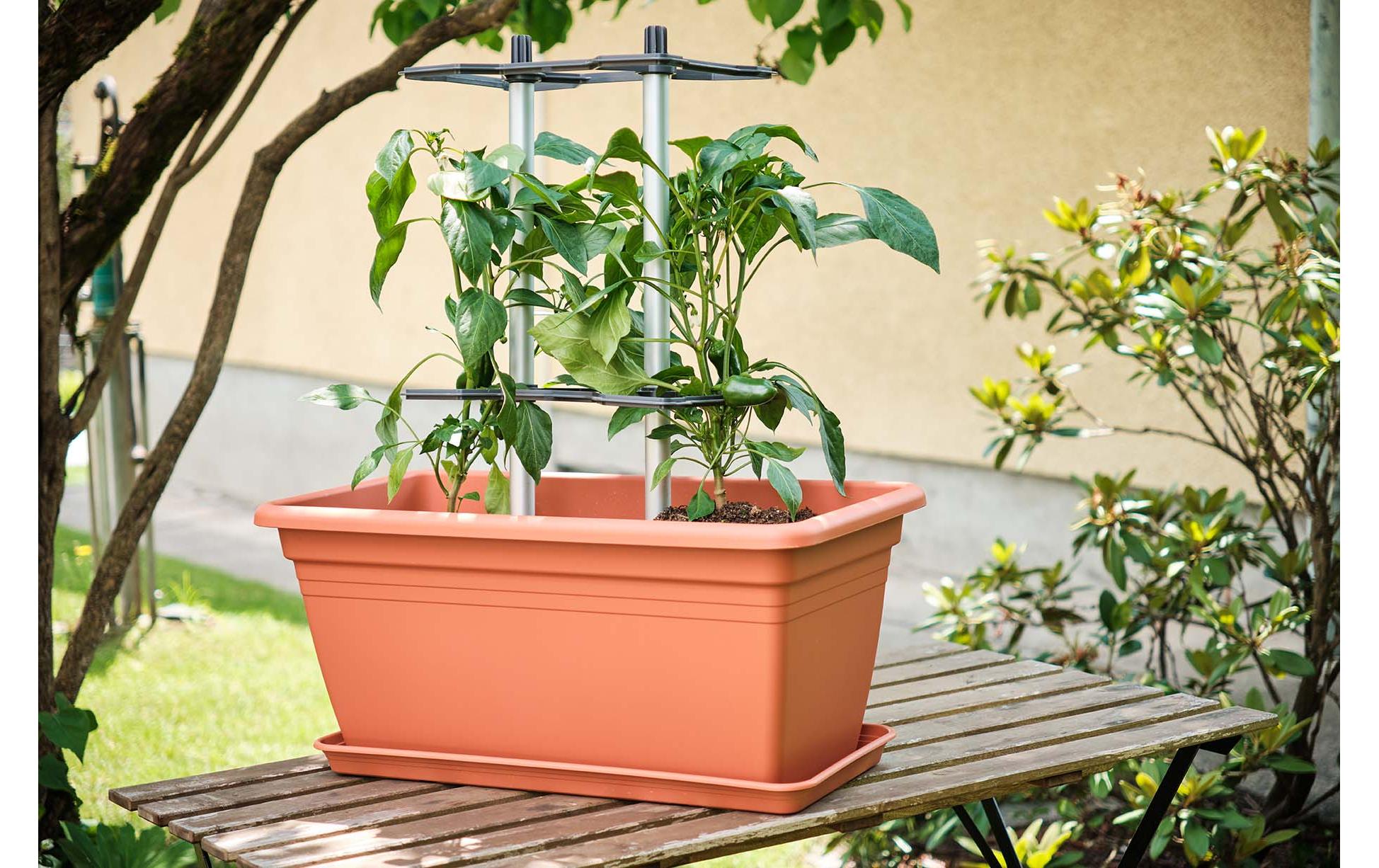 CHILI BUDDY Rankhilfe für Chilis & Paprika im 3er Set SilberRankhilfe wächst mit Ihren Pflanzen