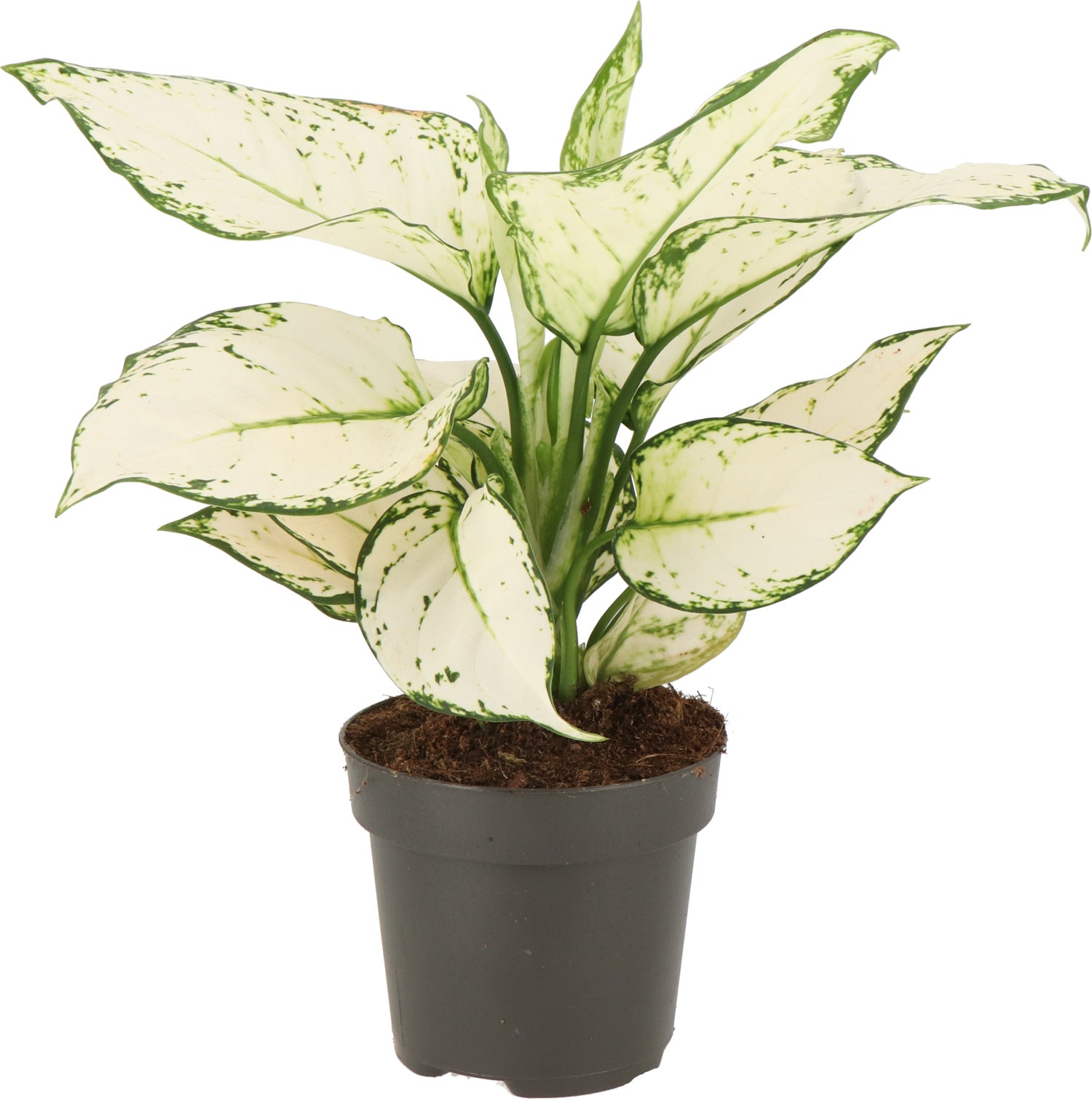 Aglaonema (Aglaonema 'White Joy') D 12 H 35 cm
