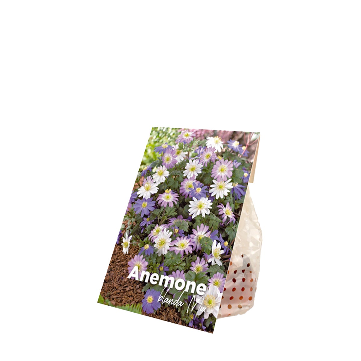 Bloomique – Mix van 50 – Anemone Blanda – Oosterse Anemoon – Kleurenmix – Bloembollen – Voorjaarsbloeier – Vaste planten – Wordt 10–15 cm hoog