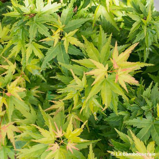 Acer palmatum 'koto hime' : C5L h.30/40cm
