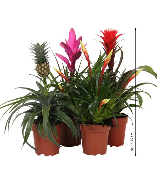 Bromelien-Set Sommerfrische, 4-teilig