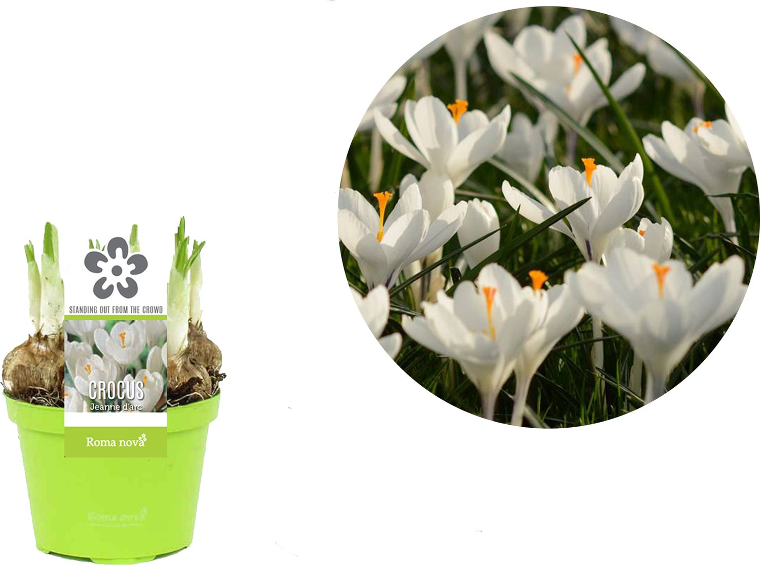 Krokus (Crocus 'Jeanne d'Arc') D 9 H 11 cm