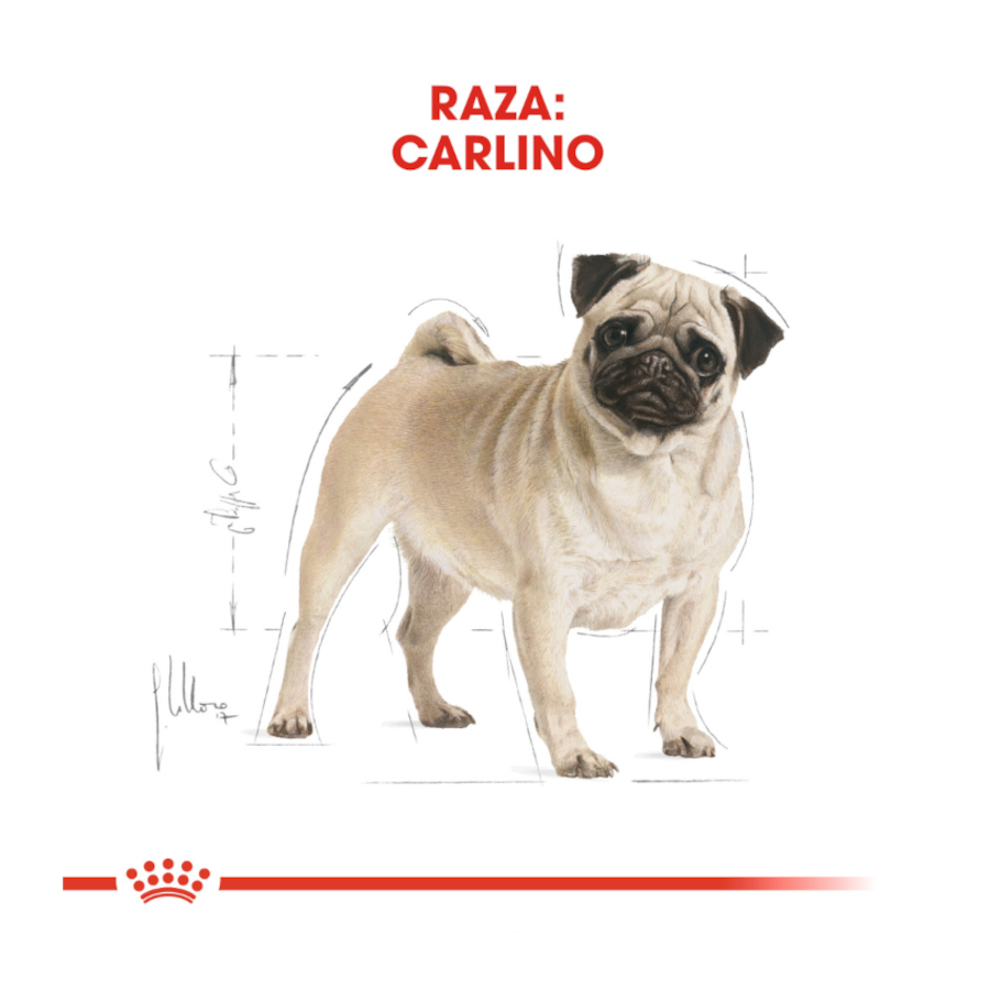 Ração Royal Canin Adult Pug para cães