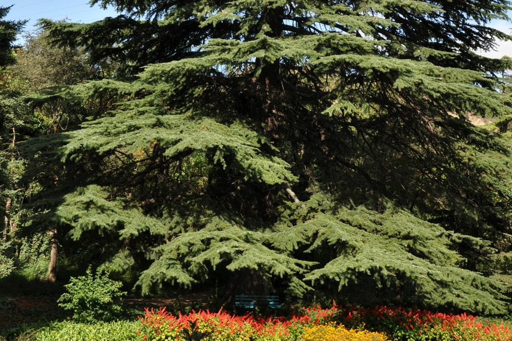 Kit cadeau - cèdre de l'himalaya - 35 graines - cedrus deodara