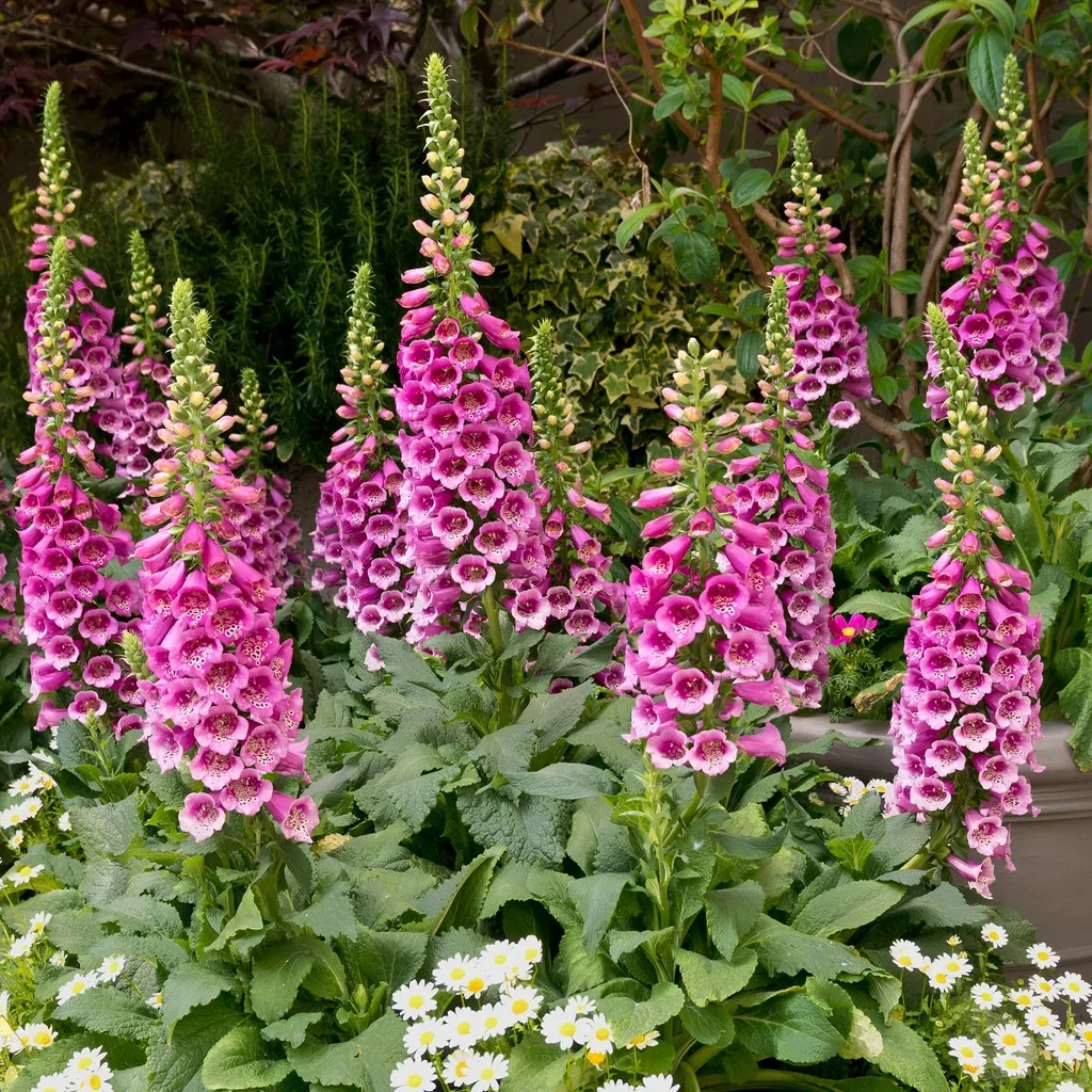 Digitalis purpurea 'Dalmatian Purple' Revebjelle  'Dalmatian Purple' Ø11 cm