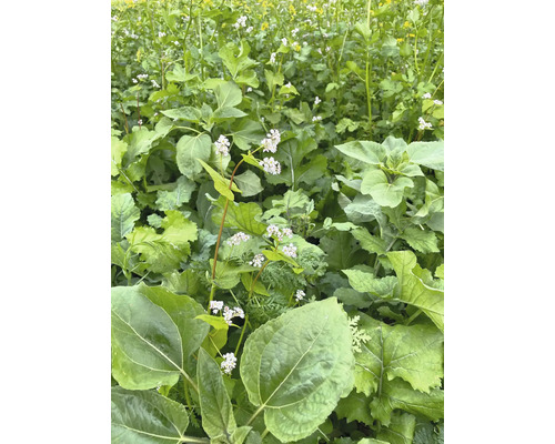 Wildkavelmengsel 'Hegering Spezial' 10 kg / 5000 m²