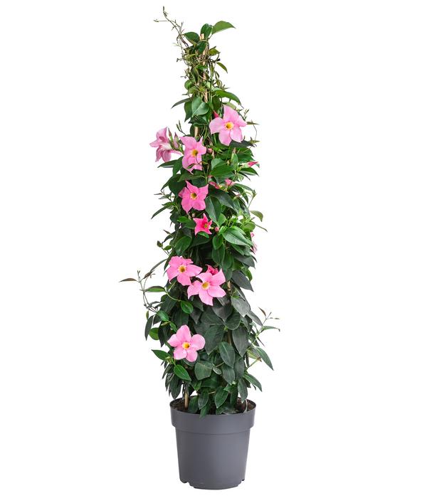 Dipladenie, Pyramide