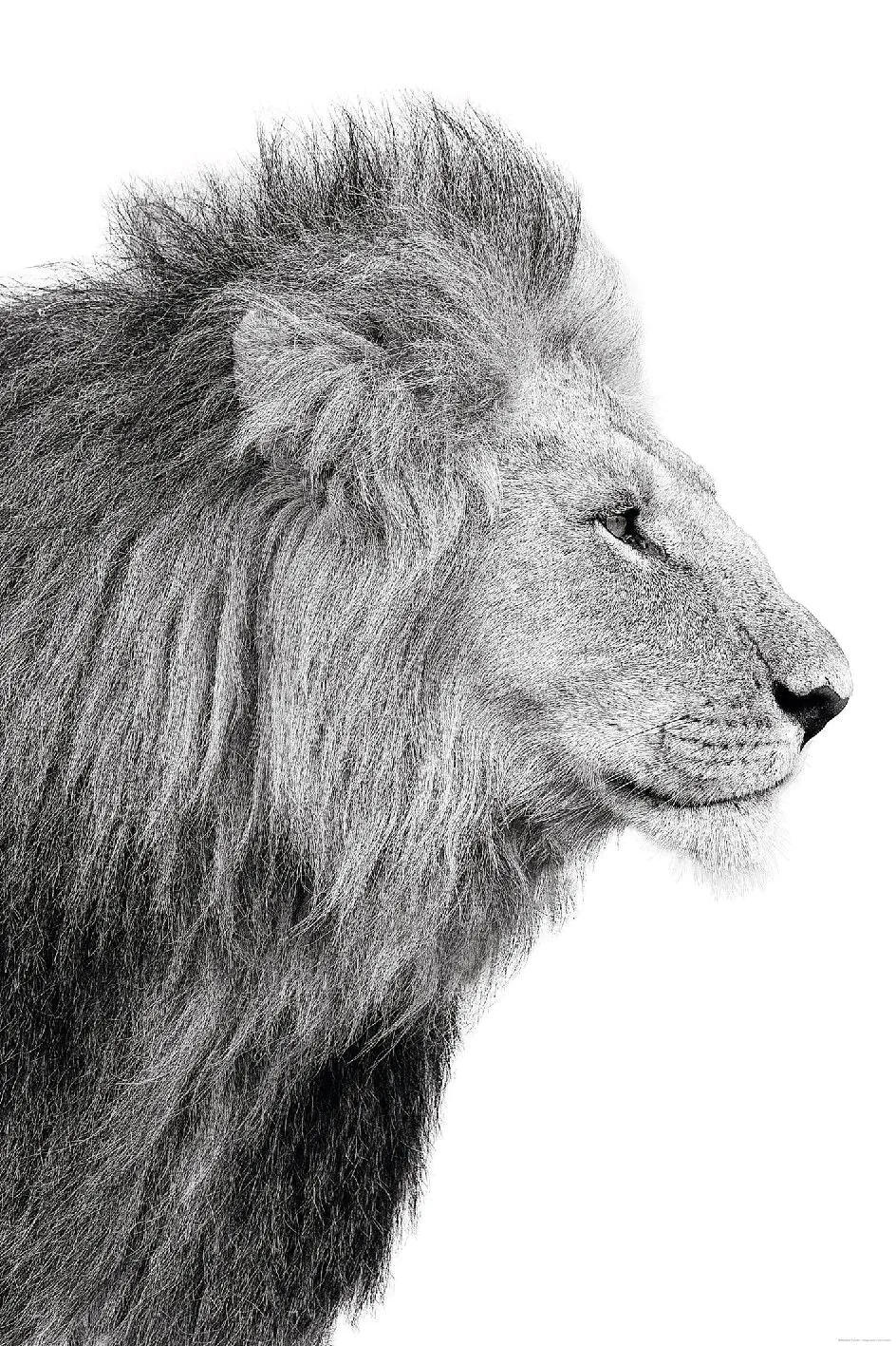 Poster Lions Profile, 61 x 91 cm