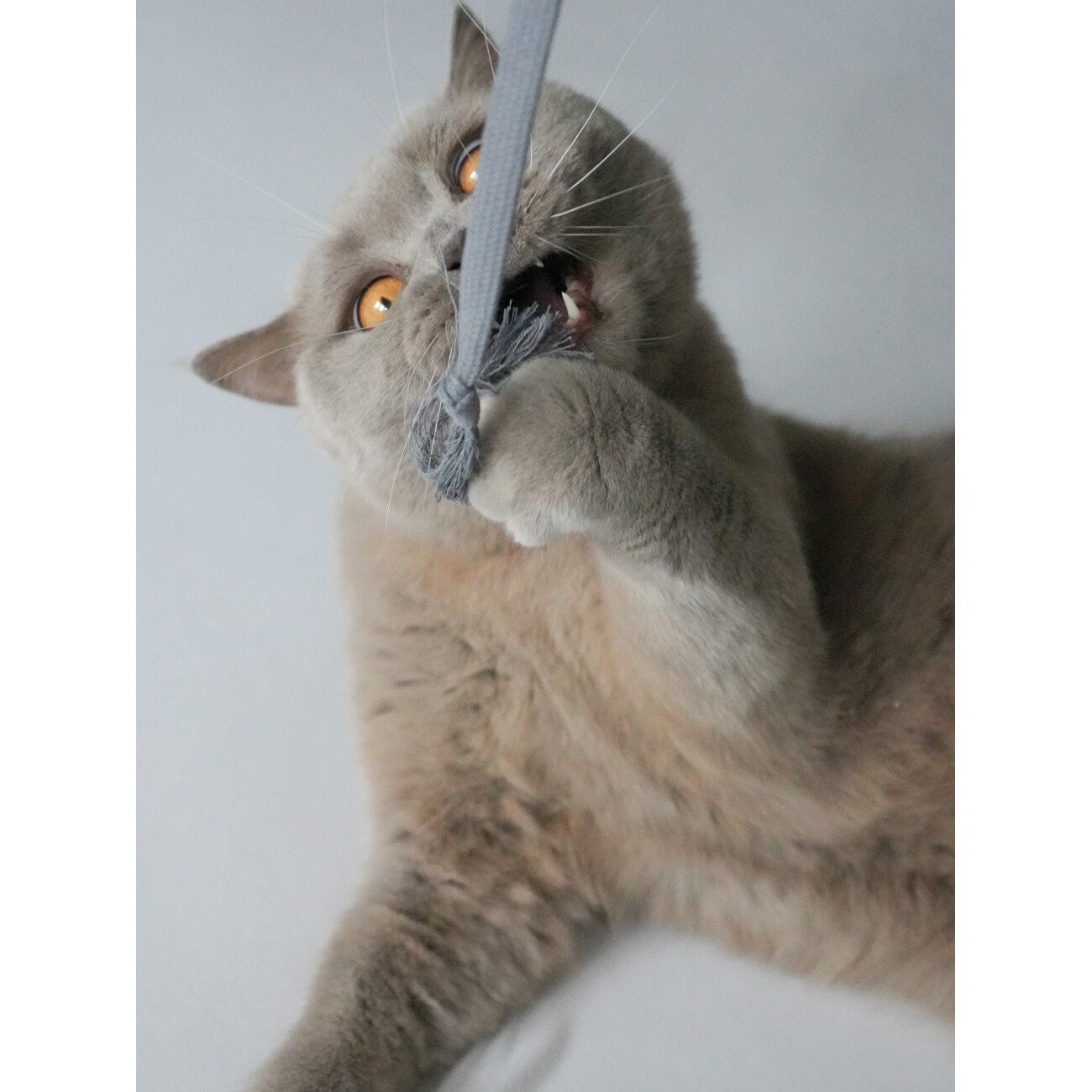 Kater Kasimir RANGELANGEL - Die natürliche Spielangel für Katzen, mit grauem Baumwollband und Buchenholzstab