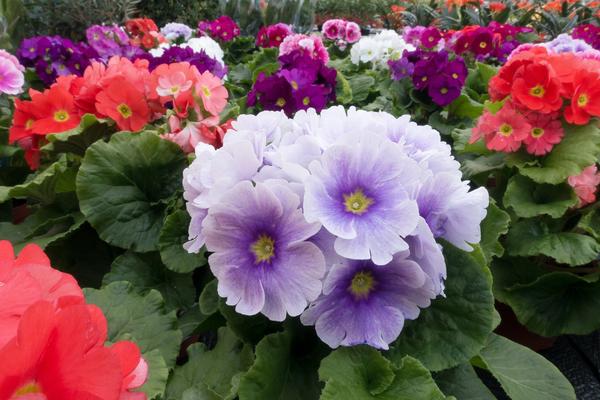 Becherprimel - Primula obconica 'Touch Me'