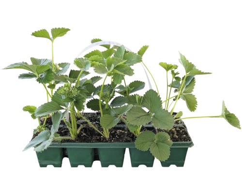 Biologische aardbei 'Korona' FloraSelf Biologisch 10-pack, Heerlijke zachte vrucht, jaarlijkse teelt, piekrijping