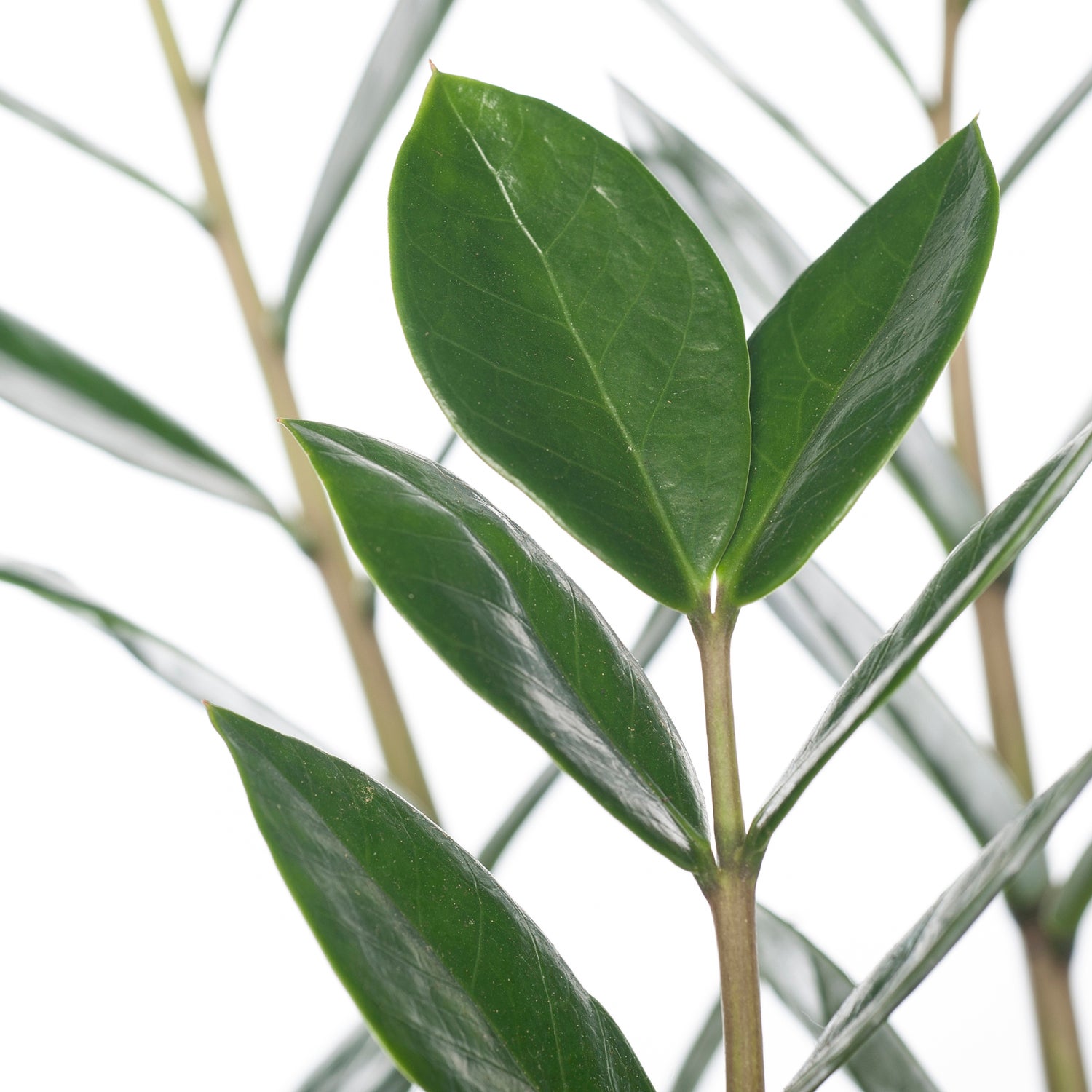 Zamioculcas (Zamioculcas zamiifolia) D 14 H 50 cm