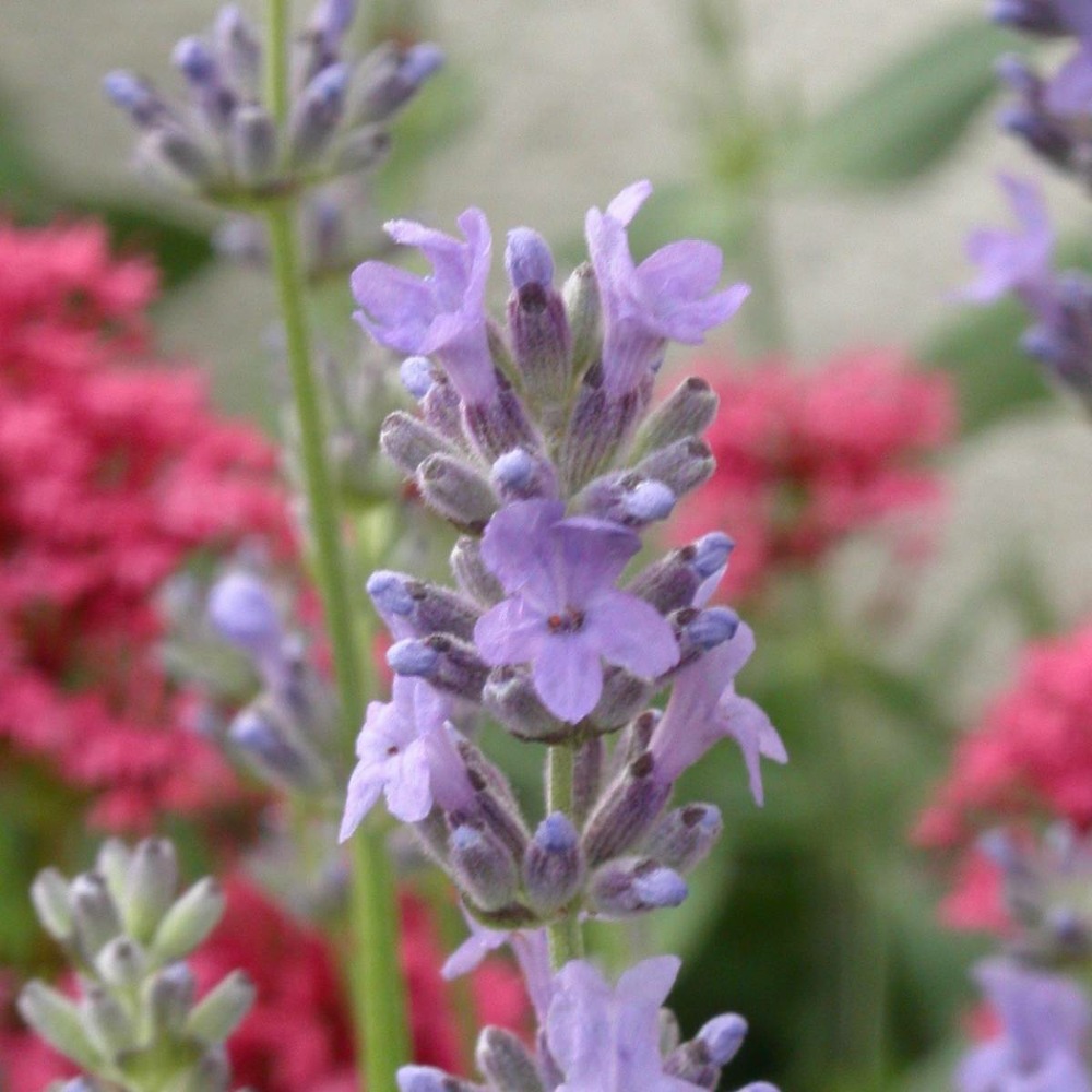 Lavande angustifolia munstead/lavandula angustifolia munstead[-]pot de 3l - 20/40 cm
