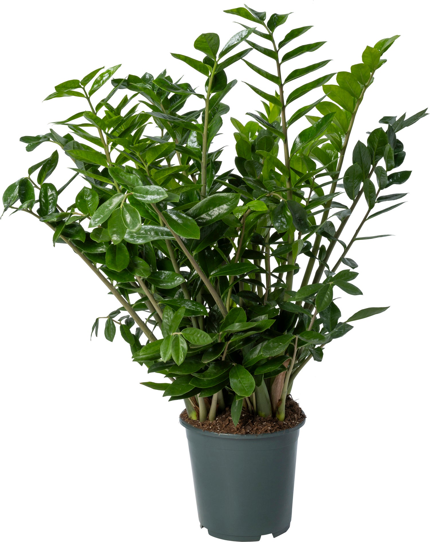 Zamioculcas (Zamioculcas zamiifolia) D 27 H 110 cm