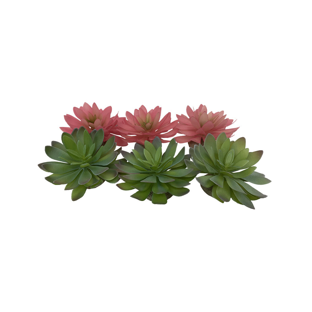 Terra Della Echeveria
