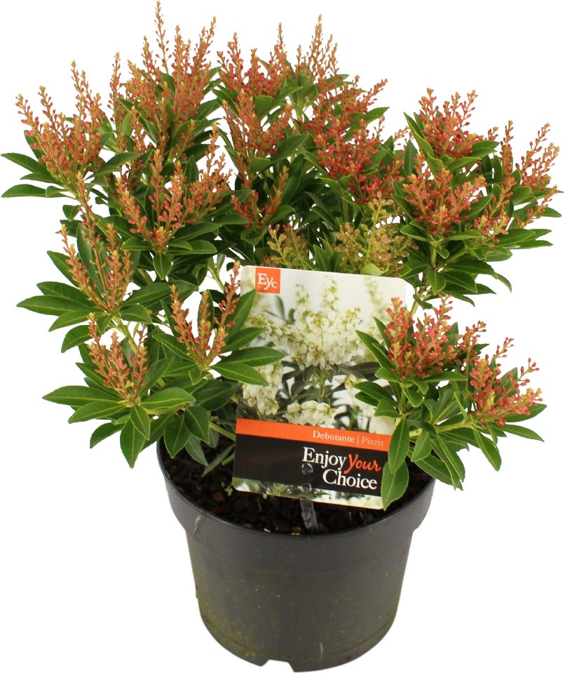 Rotsheide (Pieris japonica 'Debutante') D 17 H 20 cm