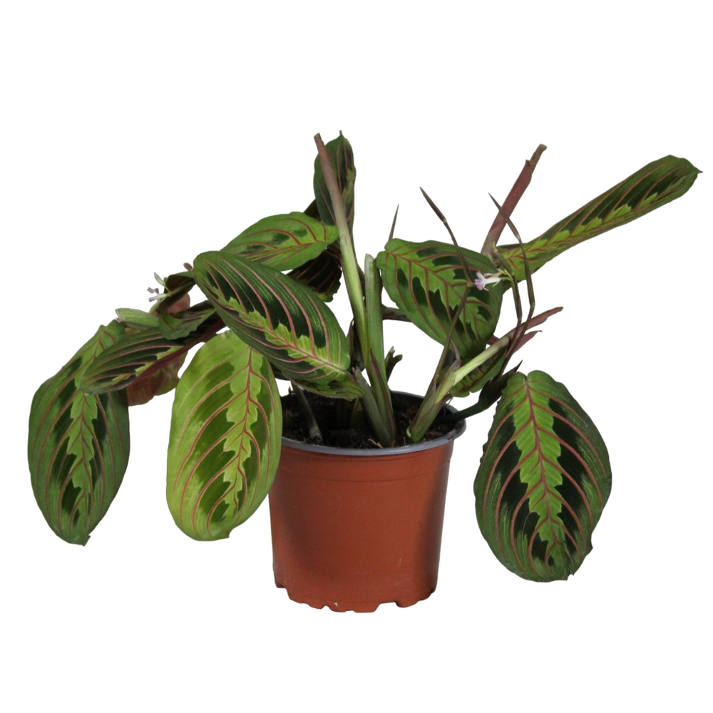 Plante d'intérieur - maranta leuconeura 'fascinator' tricolor 30.0cm