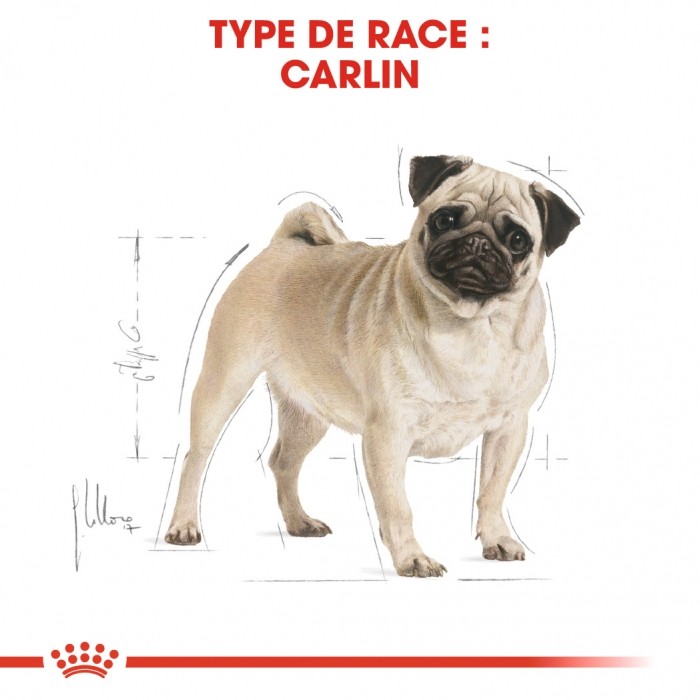 Royal Canin Carlin Adult (Pug) - Croquettes pour chien