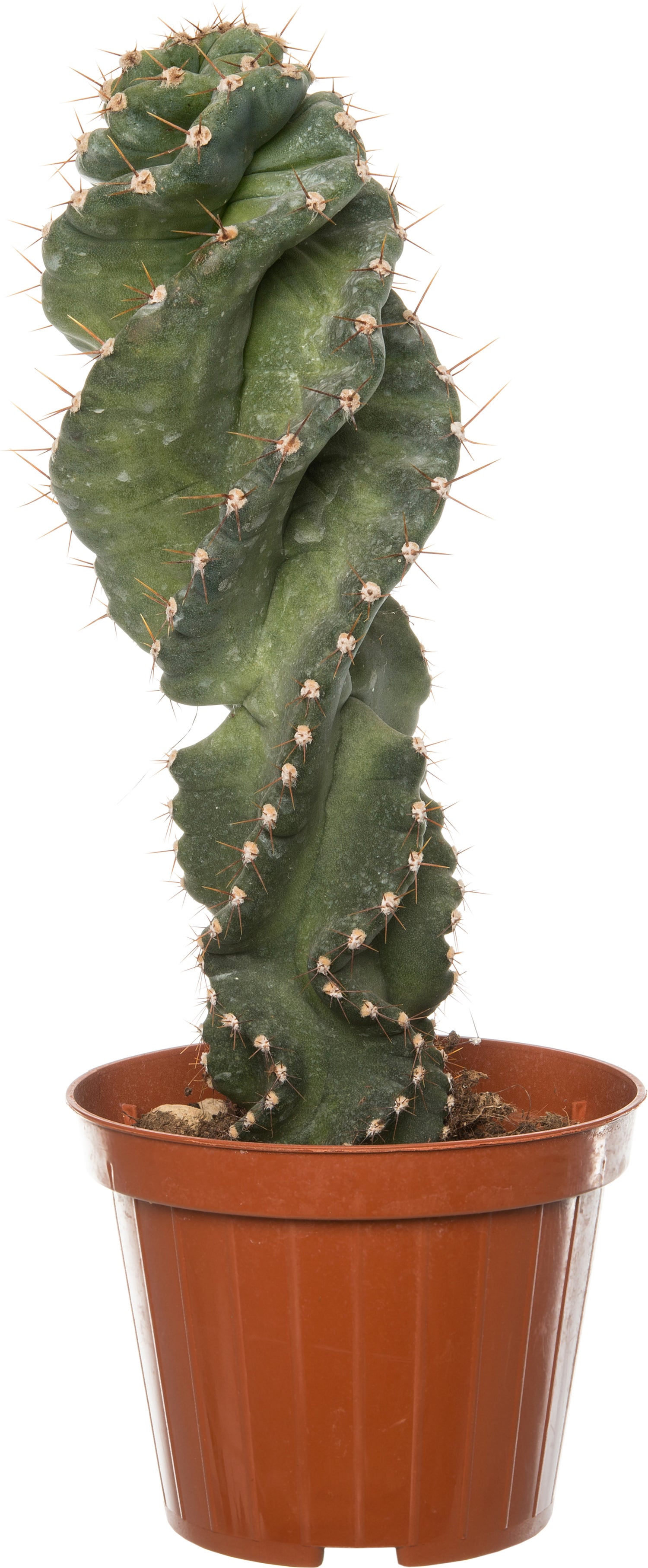 Spiraalcactus (Cereus spiralis) D 11 H 25 cm