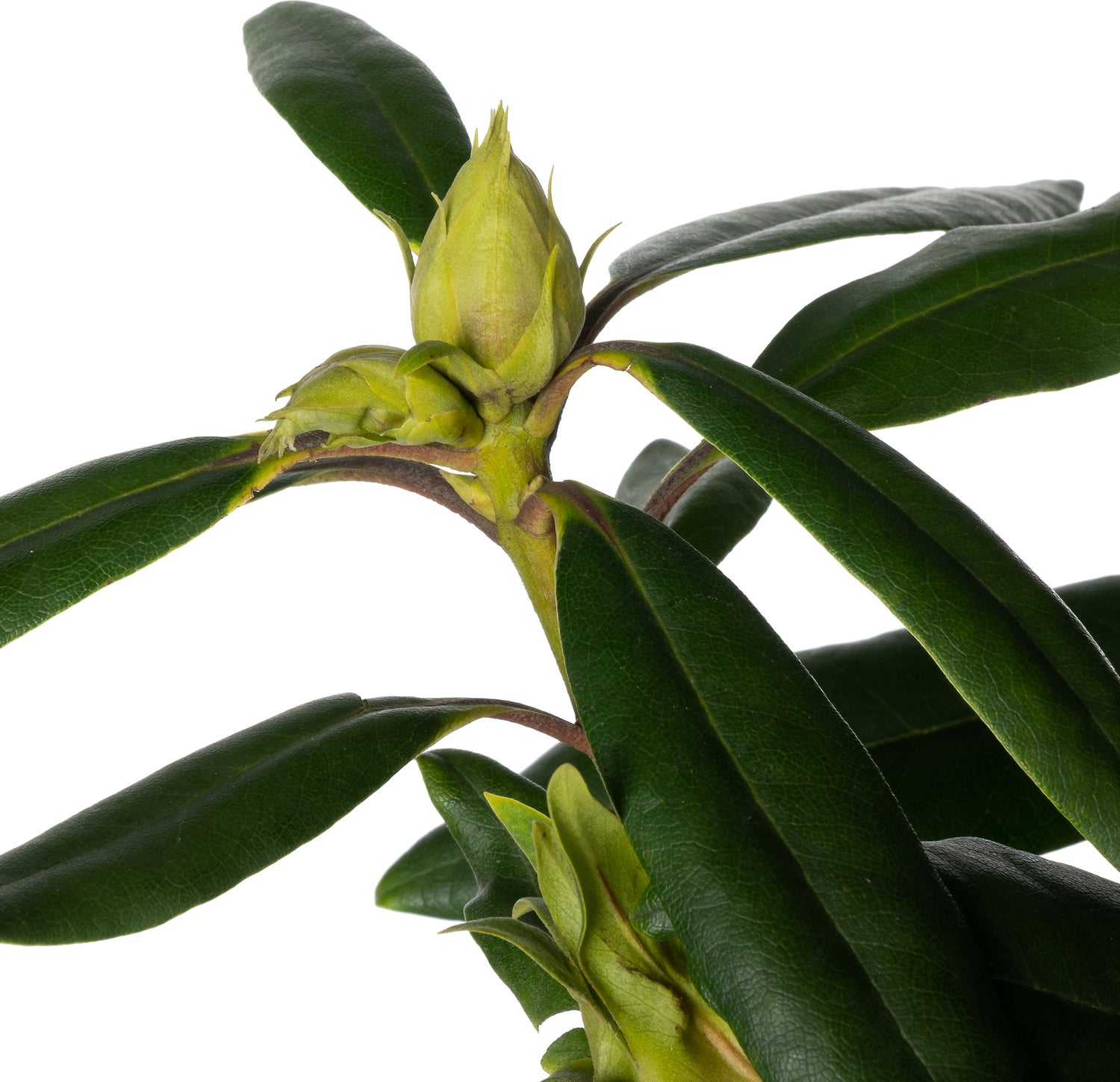 Rhododendron (Rhododendron 'Marcel Menard') D 23 H 40 cm
