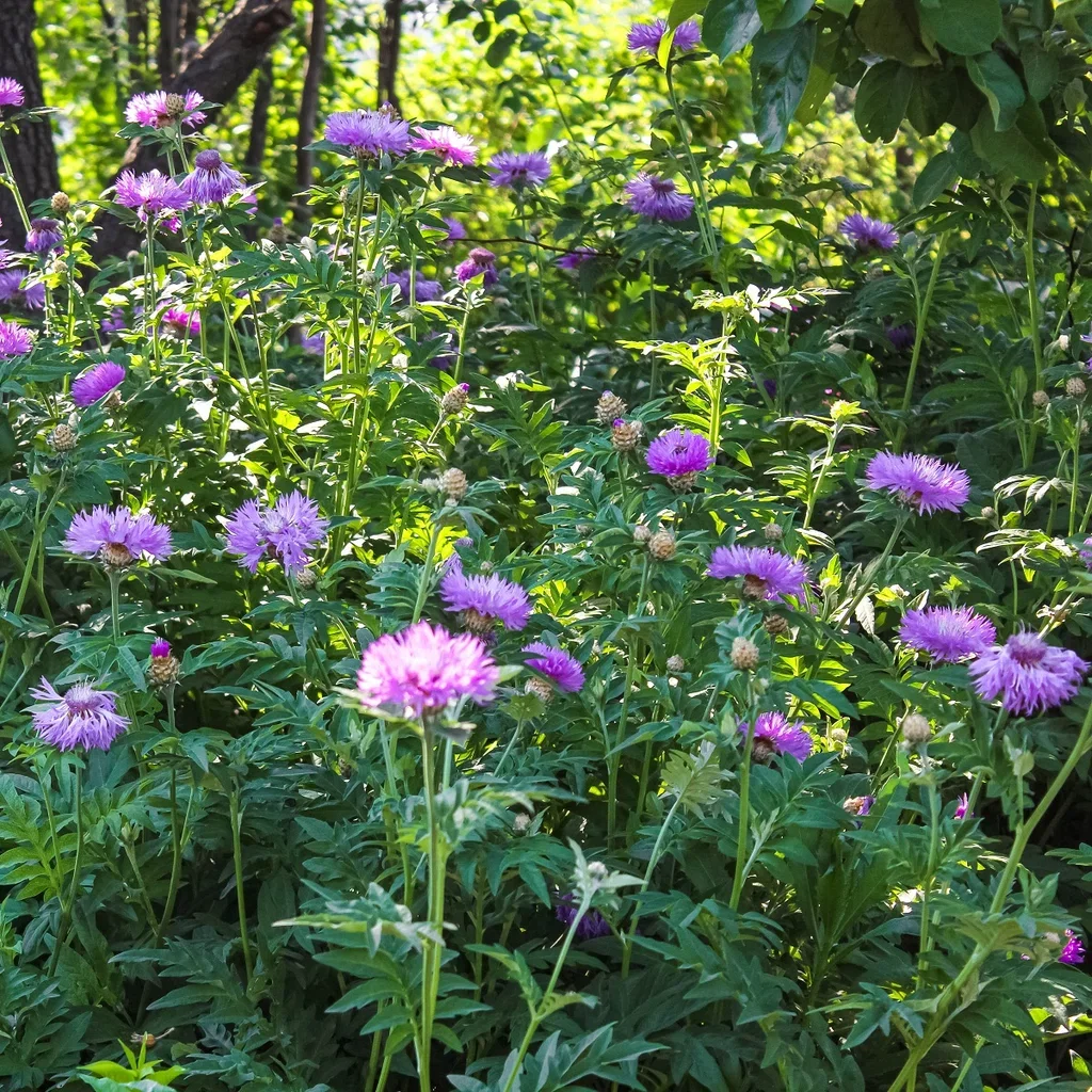 Stokesia laevis Stokesia Ø11 cm