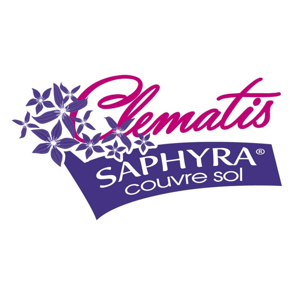 Clématite saphyra® violetta 