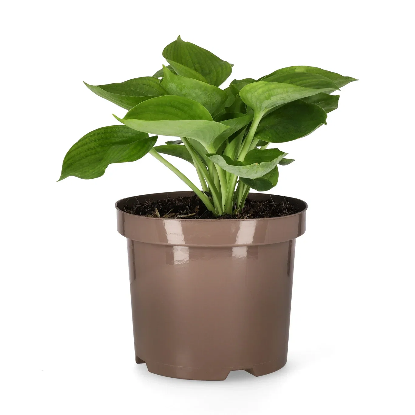 Hosta (Tokudama-Group) 'Abiqua Drinking Gourd' Bladlilje 'Abiqua Drinking Gourd' Ø19 cm