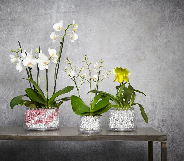 Orchitop® Orchideentopf L Set, rund, ca. Ø18