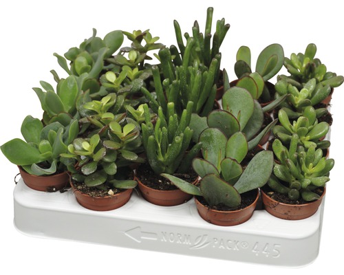Crassula Mix FloraSelf Ø 5,5 cm pot, willekeurige variëteitselectie