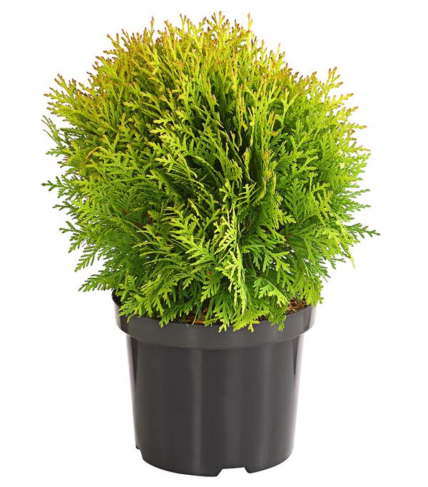 Lebensbaum 'Miriam'