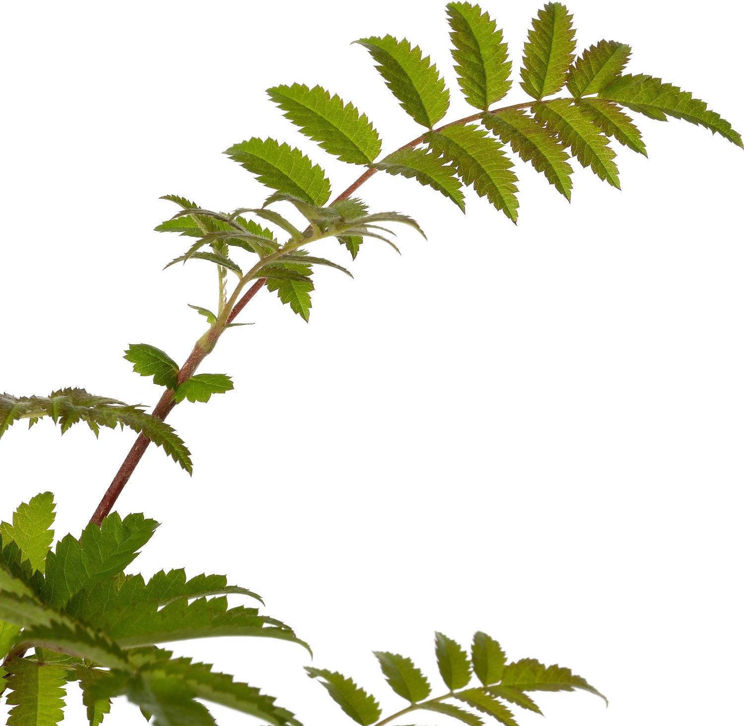 Gewone Lijsterbes (Sorbus aucuparia) D 19 H 30 cm