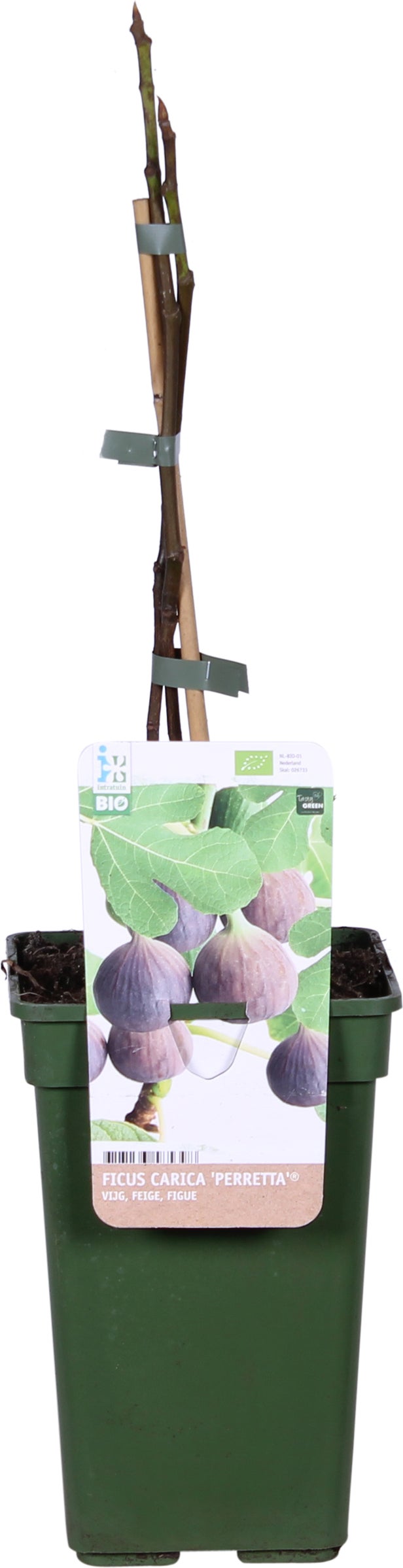 Biologische Vijg (Ficus carica 'Perretta®') D 19 H 60 cm