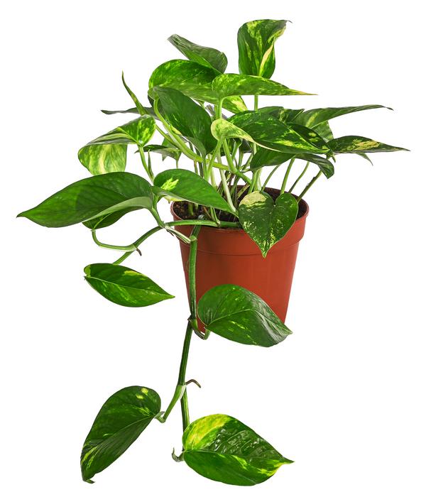 Efeutute - Epipremnum aureum