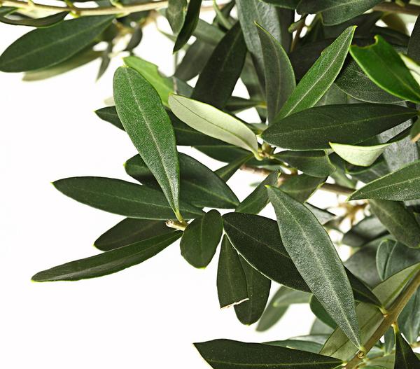 Olive, Ministamm