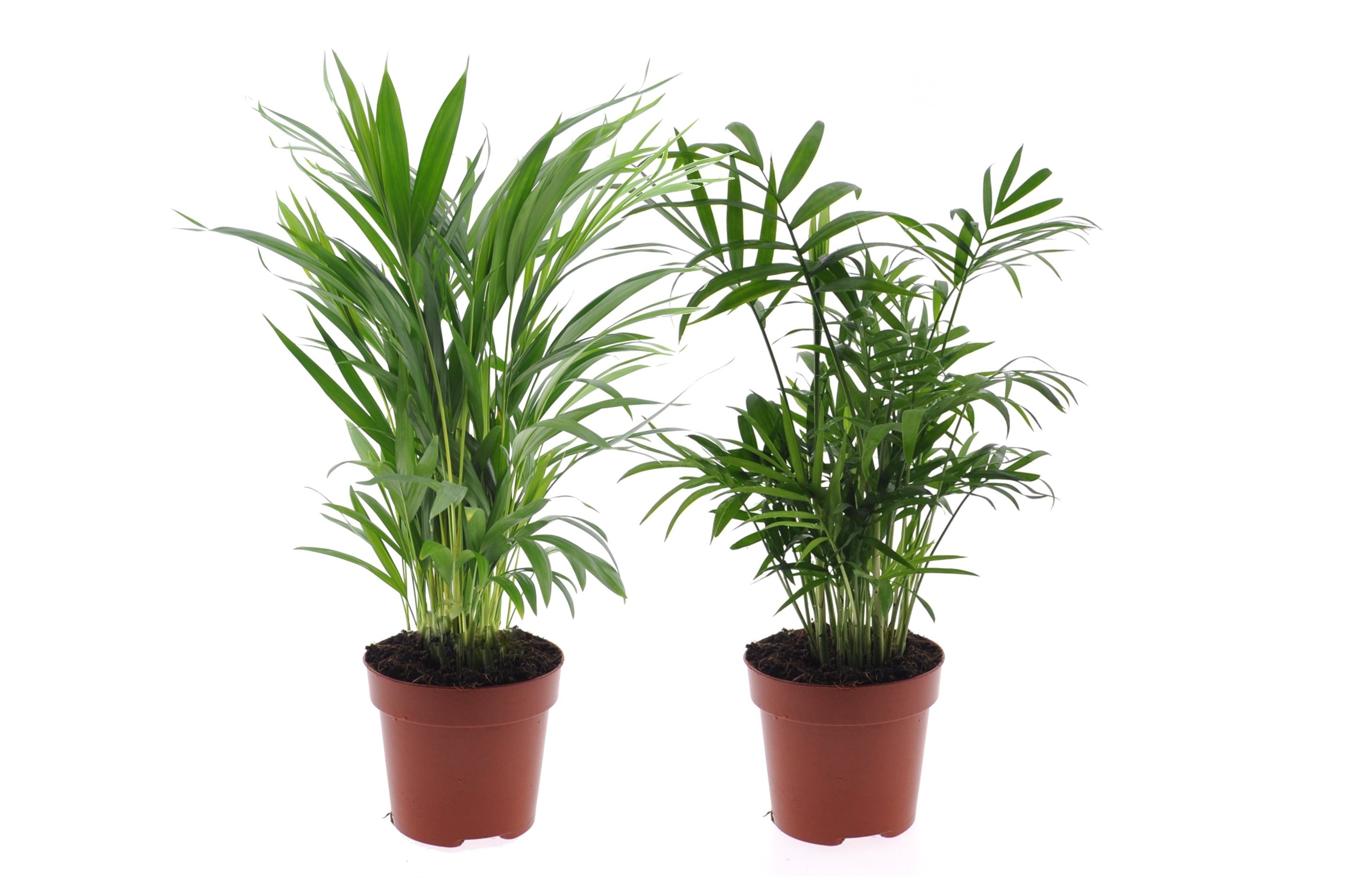 Mini mélange de palmiers d'interieur - set de 2 - pot 12cm - hauteur 25-40cm