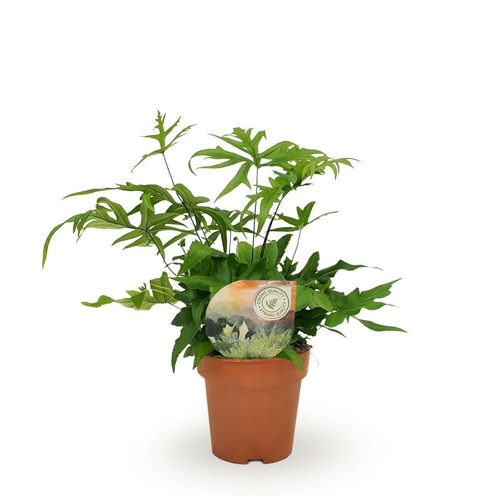 Plante d'intérieur - doryopteris pedata 35.0cm