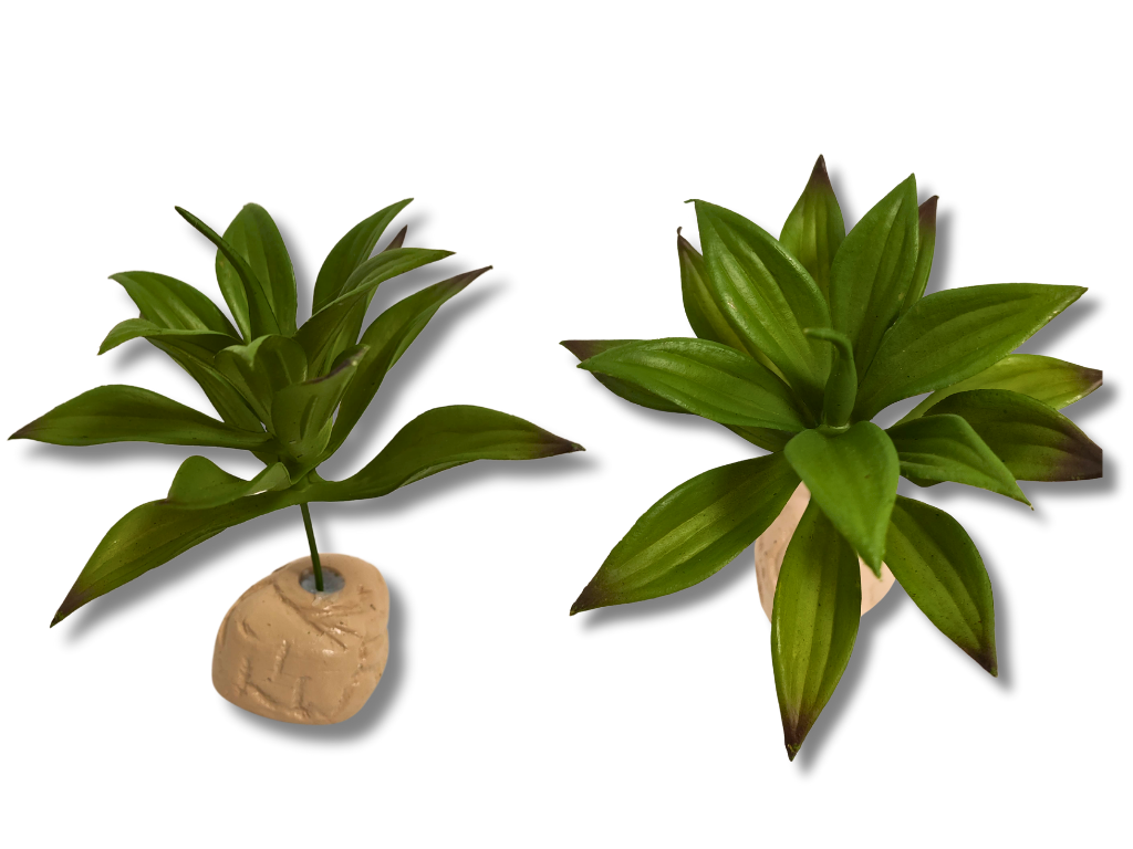 Planta Lilium para decoração de terrário